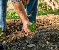 préparation du potager au printemps