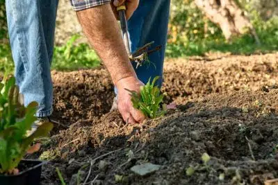 préparation du potager au printemps