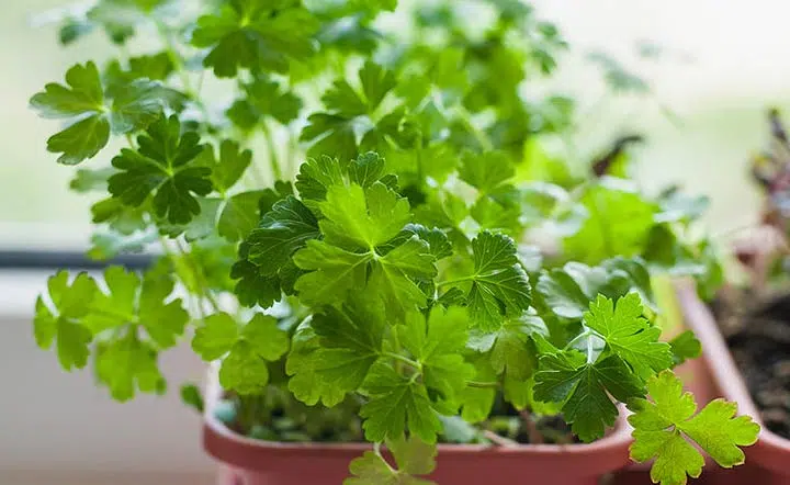 Jeunes pousses de persil dans un pot