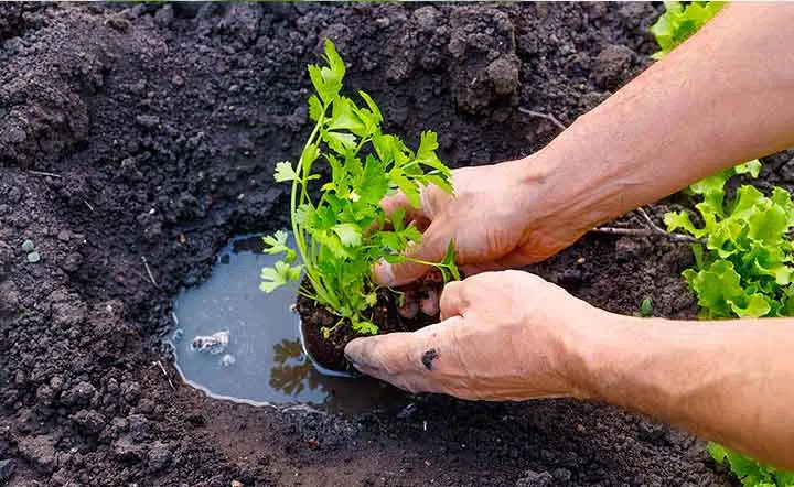 Plantation de jeunes plants de persil au potager