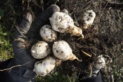 planter topinambour