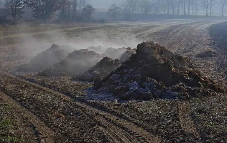 Tas de fumier dans un champ agricole