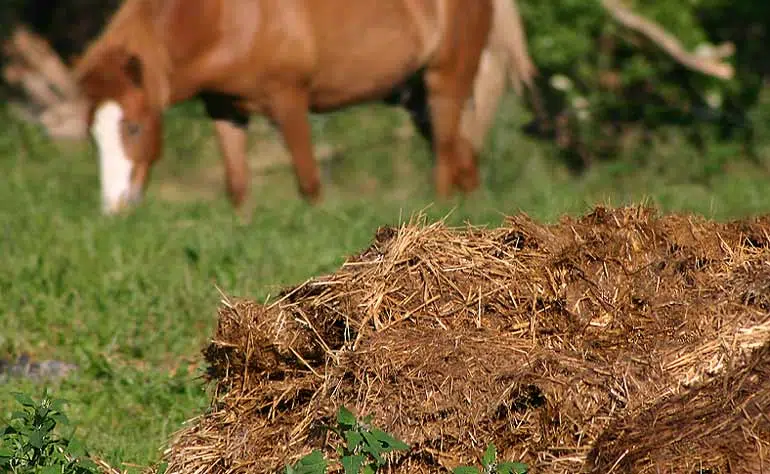 Du fumier de cheval.