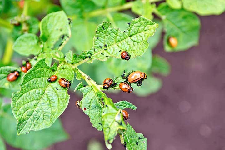 Larves et adultes dévorent  les feuilles de pomme de terre