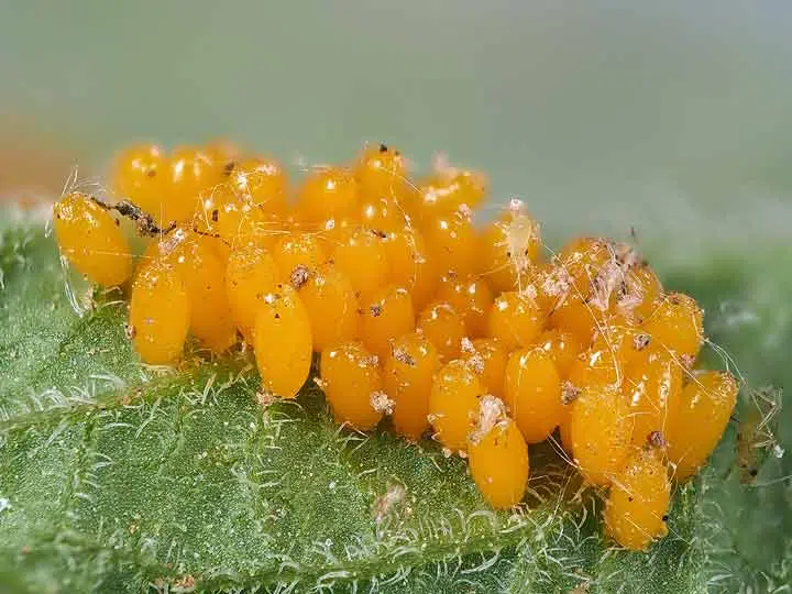 Oeufs de doryphore déposés sur une feuille.