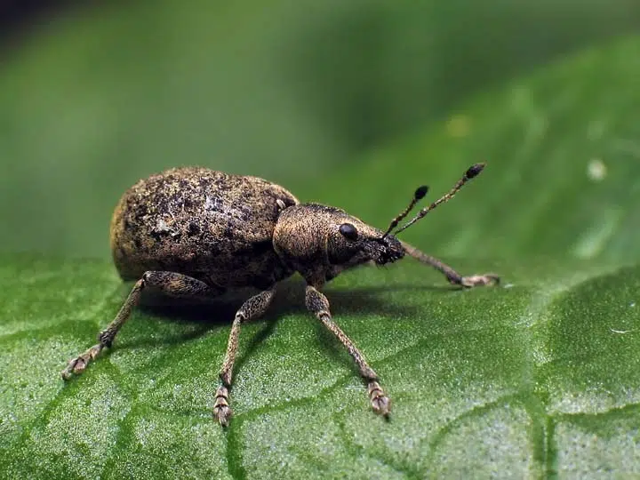 L'otiorhynque, un insecte coléoptère