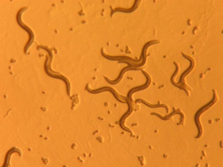 Nématodes vues au microscope