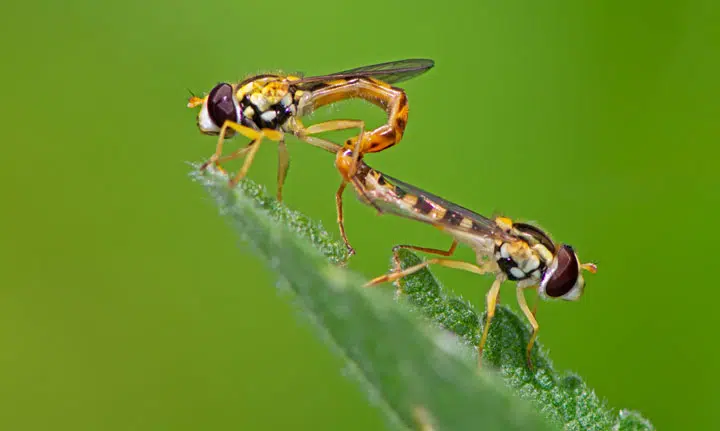 Accouplement de syrphes sur une feuille