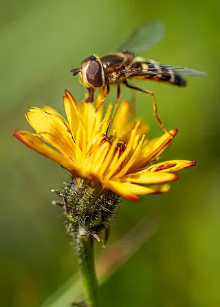 Le syrphe, un insecte pollinisateur
