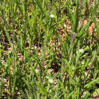 Achillée millefeuille, plante médicinale antispasmodique