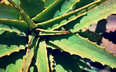 entretenir un aloe vera