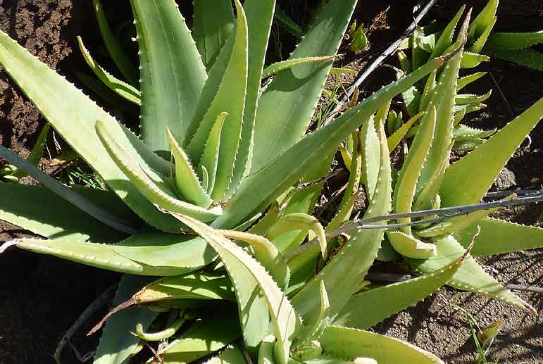 Aloe vera en pleine terre