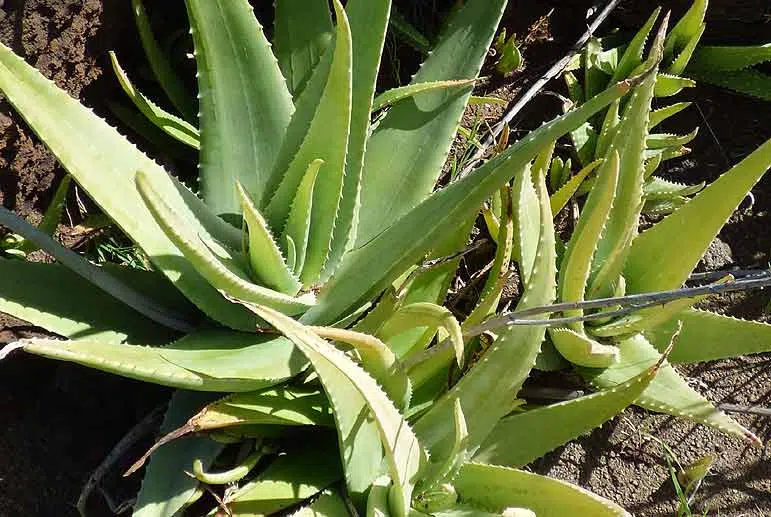 Nos conseils clés pour entretenir ta plante : Aloe Vera – Plantes