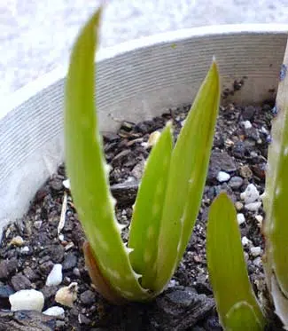 Jeune pousse d'aloe vera