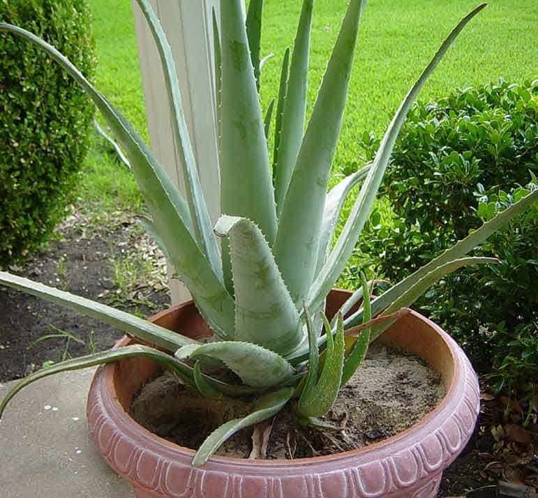 Aloe vera cultivé en pot