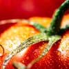 arrosage des tomates