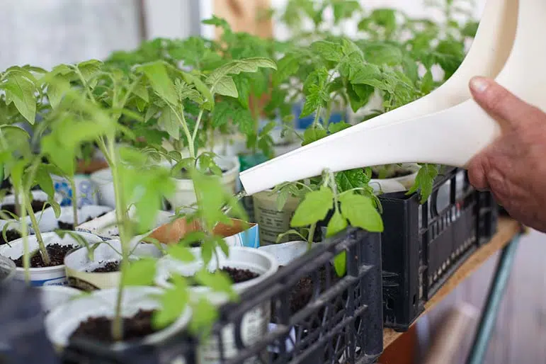 Arrosage des semis de tomate