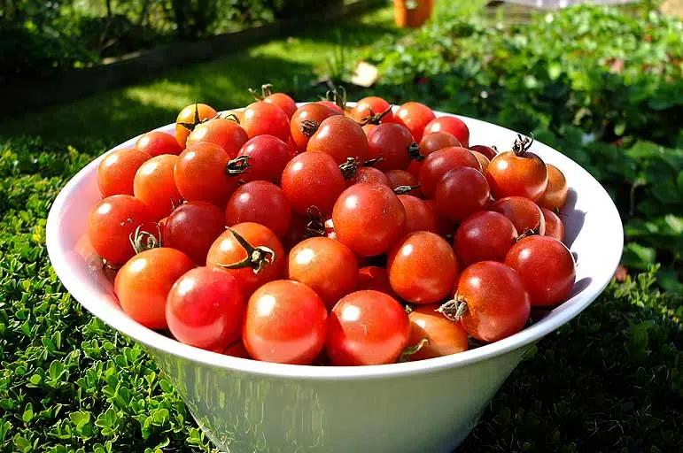 Récolte des tomates du jardin