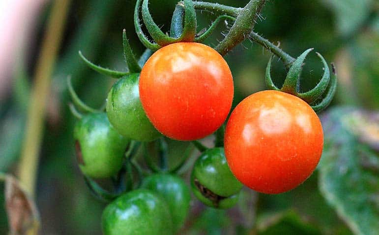 Jeunes tomates au potager