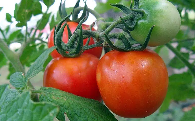 Tomates cultivées en extérieur