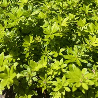 Aspérule odorante, plante médicinale antispasmodique