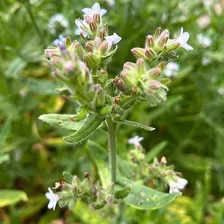 Buglosse officinale