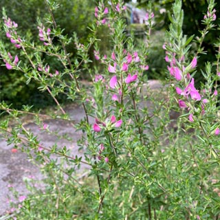 Bugrane épineuse