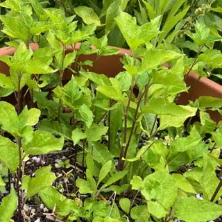 Alkékenge /Coqueret, plante médicinale diurétique