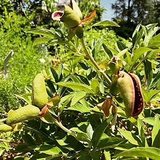 pivoine officinale antispasmodique