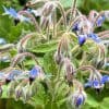 Plantes diurétiques