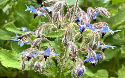 Plantes diurétiques