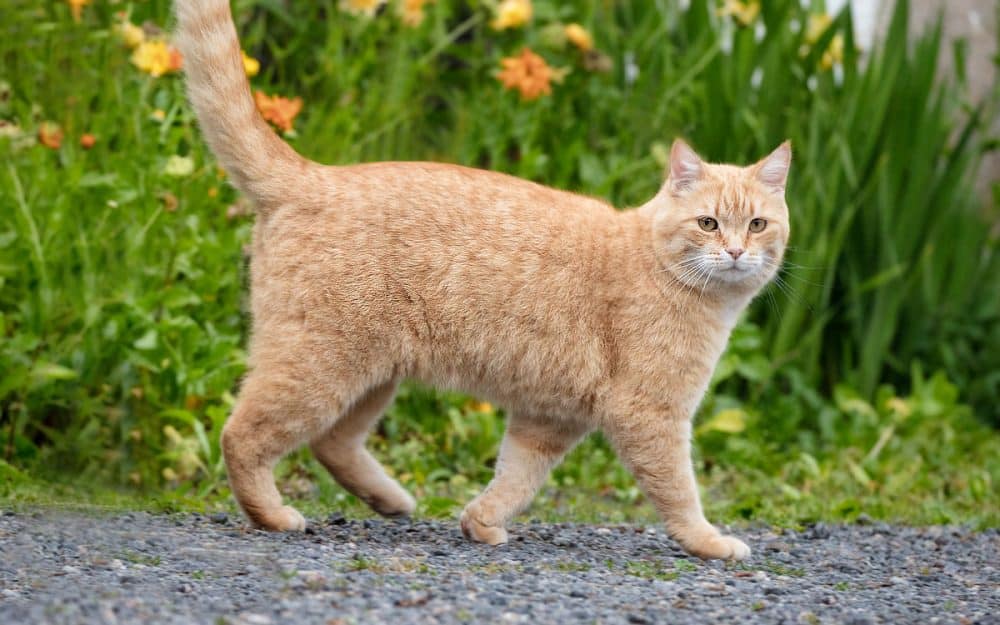 Pulvérisateur Chat pour Plantes