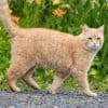 Comment repousser les chats du jardin ?