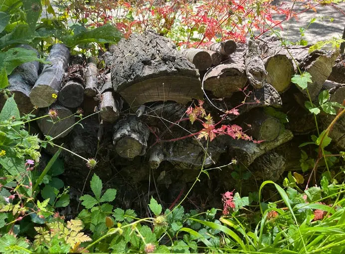 Tas de bois au jardin pour attirer les insectes et auxiliaires