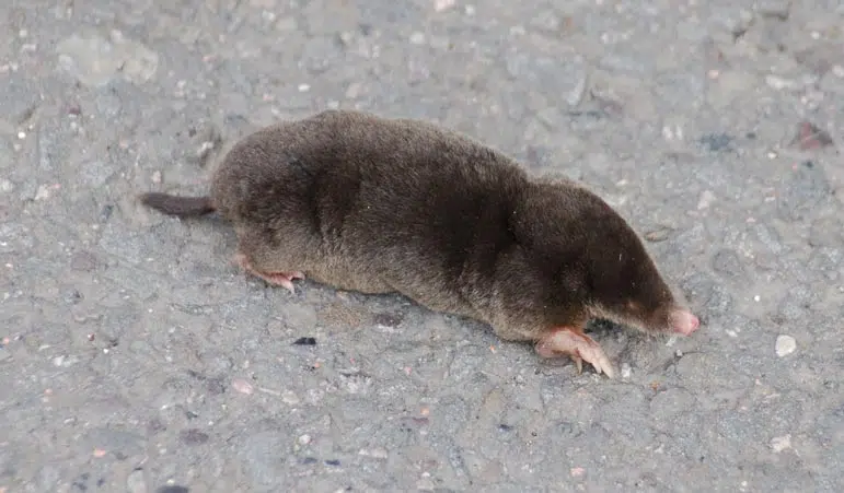 Taupe d'Europe (Talpa europaea)