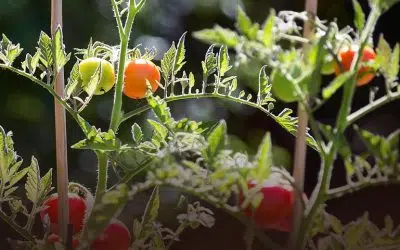 Tuteurer les tomates