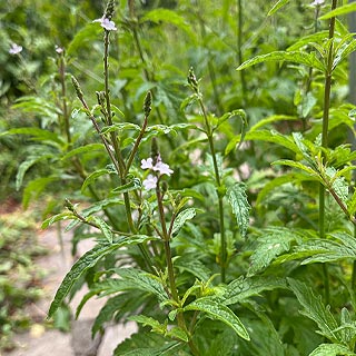 Verveine officinale