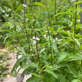 Verveine officinale