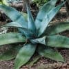 Agave Guiengola