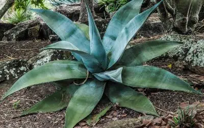 Agave Guiengola