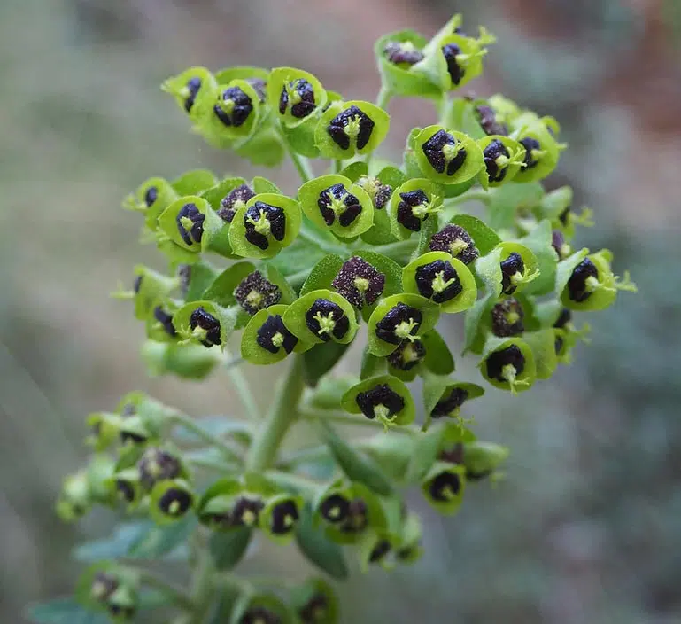 Euphorbe Characias