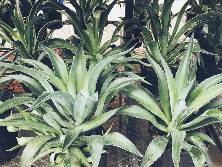 Agave en conteneurs chez le pépiniériste