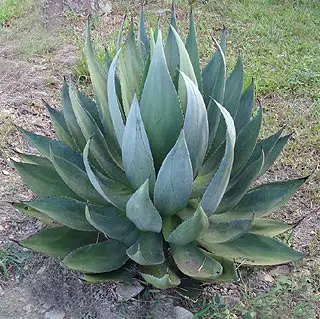 L'agave