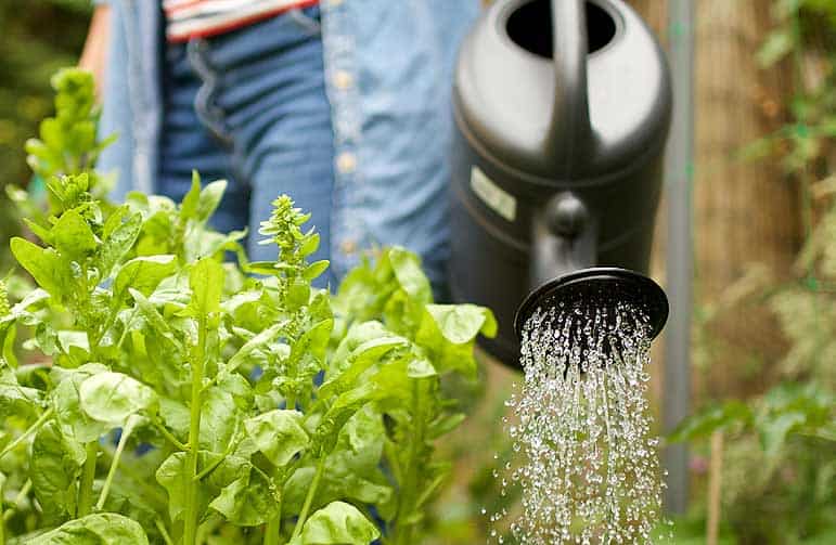 Arroser le potager le matin durant une canicule