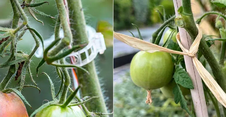 Comment attacher les tomates au tuteur