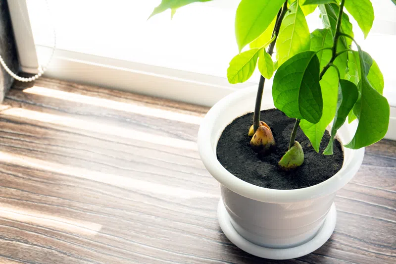 Avocat cultivé en pot