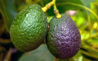 L'avocatier Persea americana