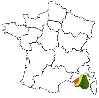 Avocatier de la Côte d'Azur