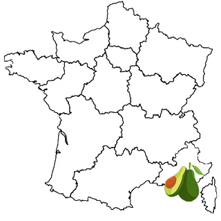 Avocatier de la Côte d'Azur