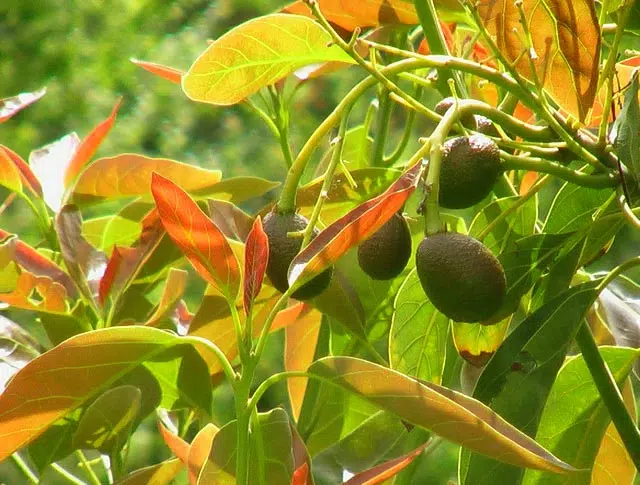 Avocatier en pleine terre